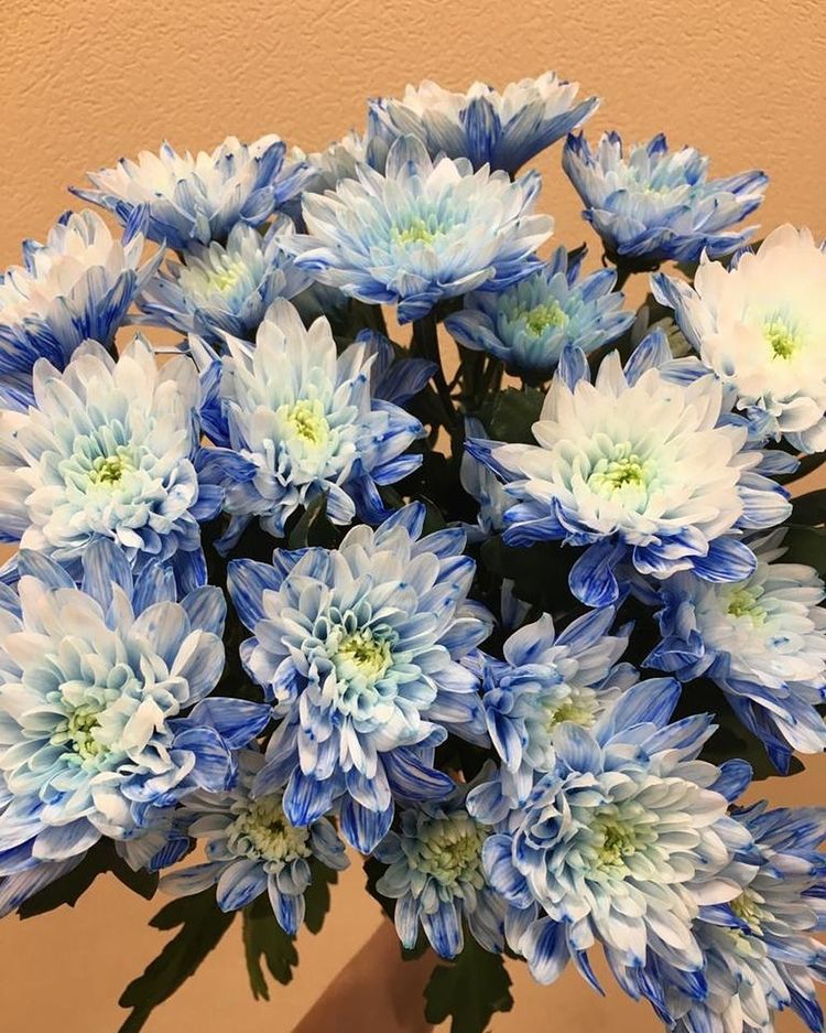 Букет №452 из кустовых хризантем